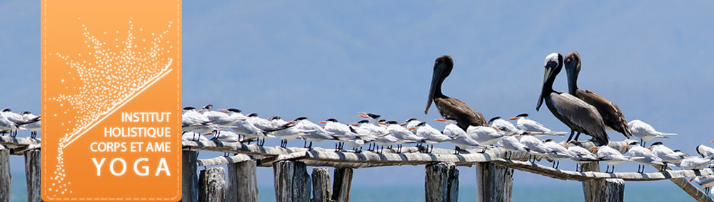Formation professeur de yoga